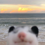 toffeeOpossum's Avatar