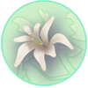 White Lily