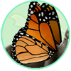 Monarch Wings