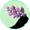 <a href="https://www.keepersofeniv.com/world/items?name=Flowering Branchlers" class="display-item">Flowering Branchlers</a>