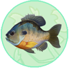 Bluegill