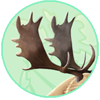 Elk Antlers