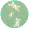 Dragonfly Soul