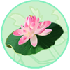 Druaesi Water Lotus