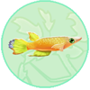 Killifish