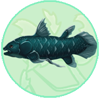 Coelacanth