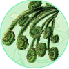 FiddleFern Tail