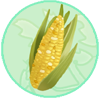 Yellow Corn