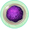 Purple Accessory Dye