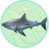 Great White Shark