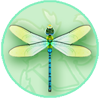 Green Darner Dragonfly